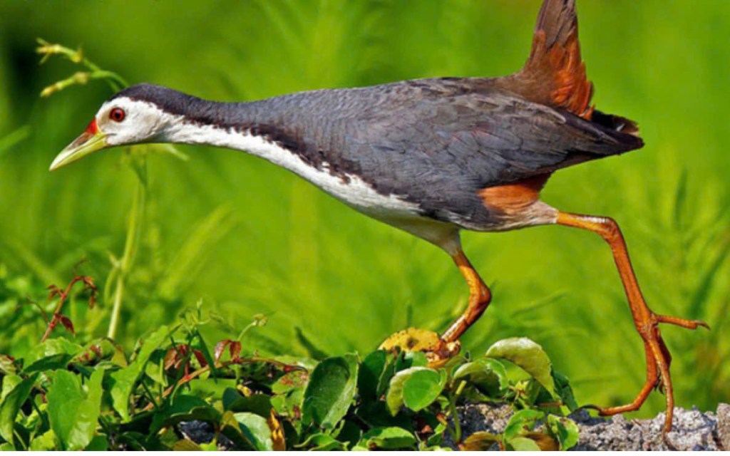 Nơi tiếng cuốc không còn vọng lại (Tuỳ bút của Phạm Thị&nbsp;Hường)