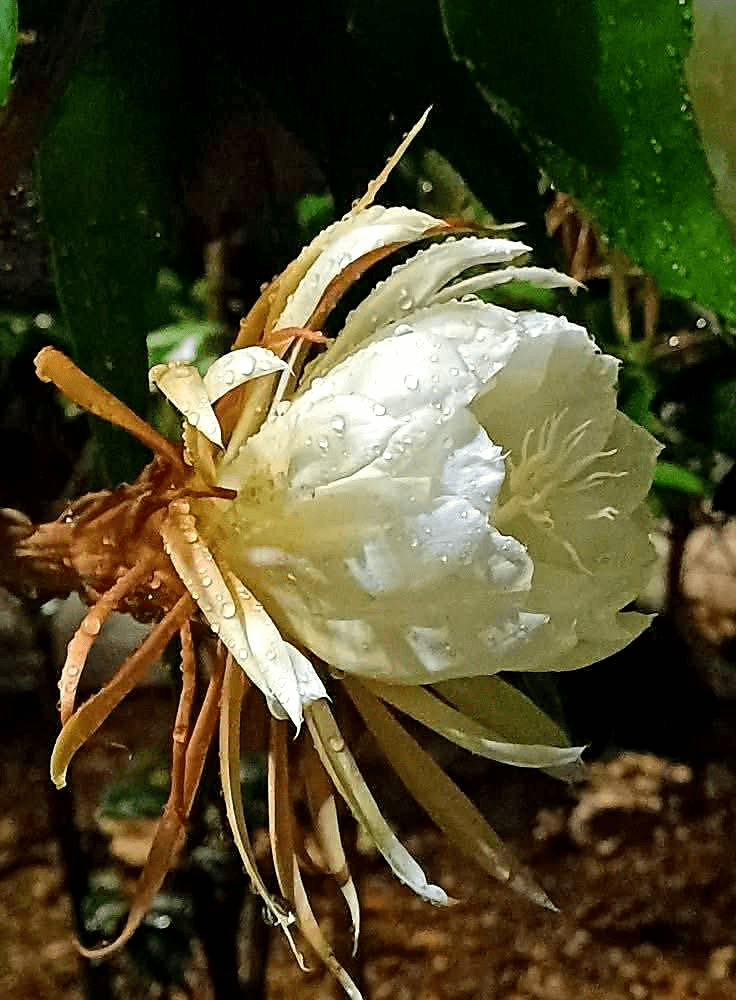 Đợi hương quỳnh