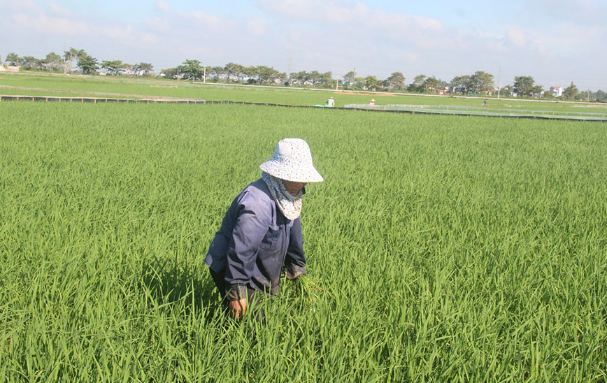 Tiếp tục phòng trừ sâu bệnh hại lúa vụ mùa năm&nbsp;2025