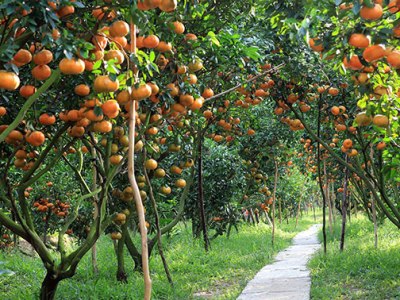 Mùa cam quit nói chuyện ăn&nbsp;cam