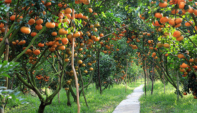 Mùa cam quit nói chuyện ăn&nbsp;cam