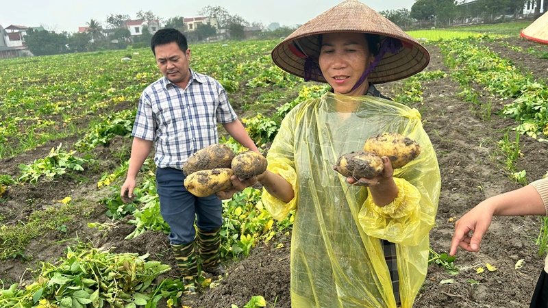 Hiệu quả vượt trội từ mô hình liên kết cây khoai tây Marabel&nbsp;F1